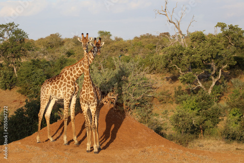 Photography Giraffe / Giraffe / Giraffa camelopardalis