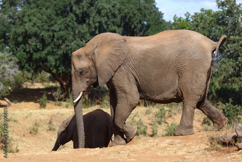 Canvas Print Afrikanischer Elefant / African elephant / Loxodonta africana