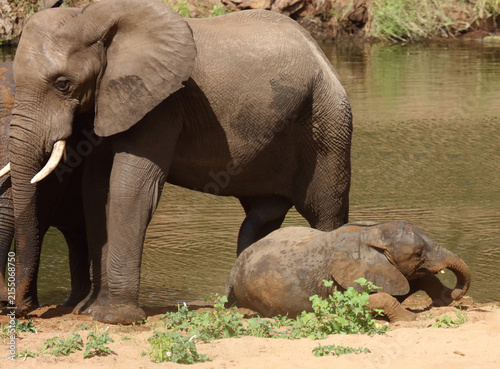 Photography Afrikanischer Elefant / African elephant / Loxodonta africana