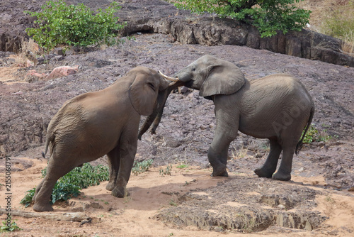 Photography Afrikanischer Elefant / African elephant / Loxodonta africana