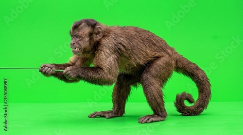 Realistic monkey on greenscreen pulling an invisible rope with great effort in a dramatic action pose, capuchin monkey showing teeth and determination on chroma key background.