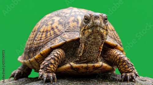 Turtle Greenscreen realistic turtle looking directly into the camera with a curious expression, detailed box turtle portrait on chroma key background for visual effects and editing.