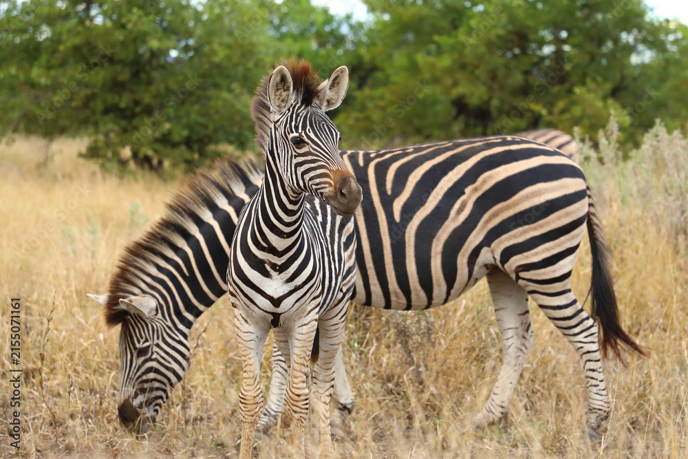 Obraz premium Steppenzebra / Burchell's zebra / Equus quagga burchellii