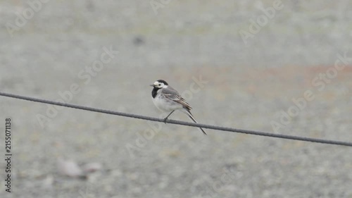 A beautiful white wagtail bird perches peacefully on a rope, showcasing the rich wildlife on Iceland. Captured in a close-up shot at the remote Jökulsárlón glacial lagoon.