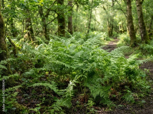 A lush green fern plant growing in a shaded temperate forest with sunlight filtering through the trees onto a small woodland trail.