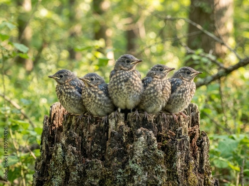A group of five young fledgling birds perched closely together on a weathered tree stump in a lush, green forest setting during daytime.