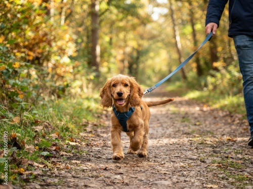 A happy golden cocker spaniel puppy walking on a leash held by a person on a scenic woodland trail during the autumn season.