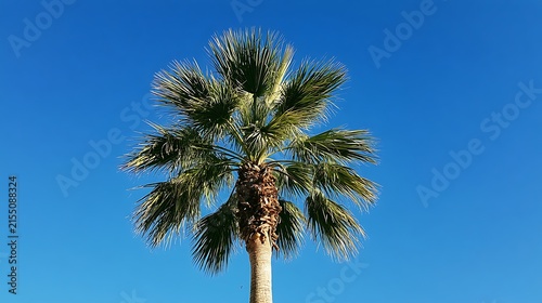 A vibrant palm tree stands against a clear bright blue sky. Perfect for summer travel and tropical vacation concepts.