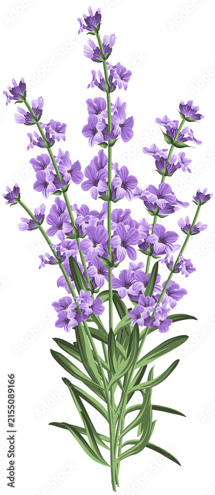 Fototapeta premium Purple Lavender Flowers Bouquet Illustration Isolated on Transparent, AI Generated