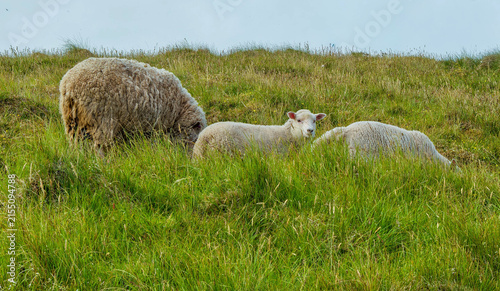 Quadro su tela Ewe and Lambs, Shetland Grassland