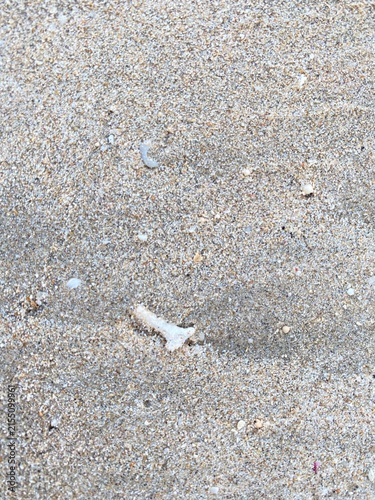 Konstfotografi Close-Up Beach Sand Texture with Tiny Shell Fragments