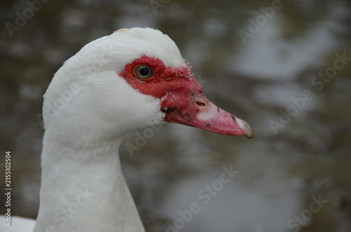 Quadro su tela Close-Up Profile Portrait of a White Domestic Duck