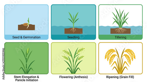 Rice growth stages diagram illustrating germination seedling tillering elongation flowering and ripening processes.