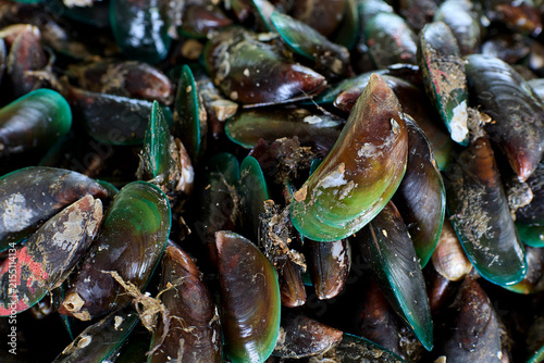 Close up view of fresh green lipped mussels