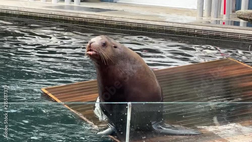 Sea lion posing on wooden platform during feeding and training at aquarium, marine mammal stretching upright with flipper raised showing wet brown fur.