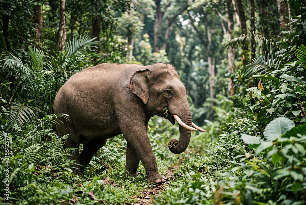 Fototapeta premium Large adult elephant walking through a dense green tropical forest while feeding on foliage