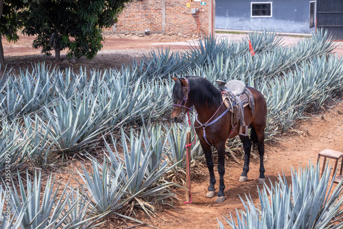 A saddled brown horse stands patiently in a beautiful blue agave plantation under a sunny sky, ready for a ride. This scene highlights the traditional method of exploring the vast agave fields in Tequ