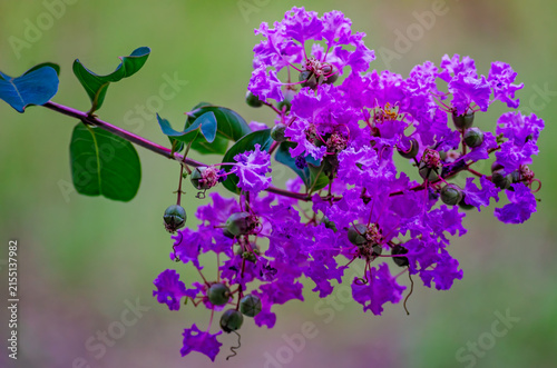 Foto Purple crape myrtle (Lagerstroemia indica) in Coden Alabama