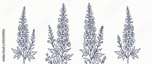 Delicate Floral Illustration with Tall Spikes of Flowers