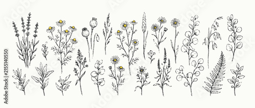 Hand Drawn Botanical Illustrations of Wildflowers and Herbs