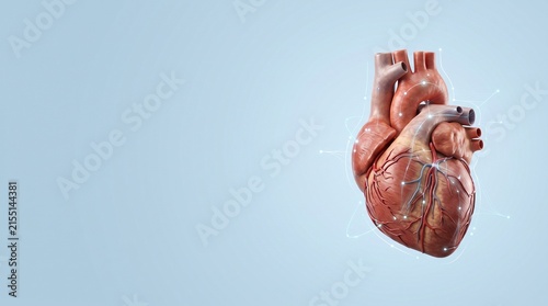 Konstfotografi Anatomical human heart with digital diagnostic interface