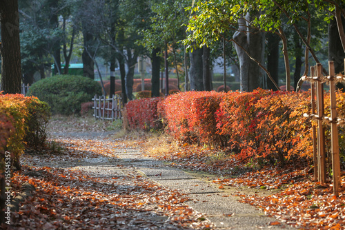 紅葉の季節