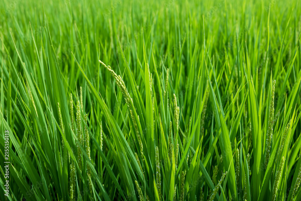 Obraz premium Rice Grains Growing on a Rice Plant