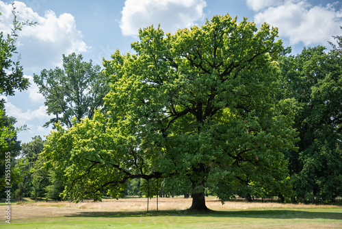Beautiful green leaves on an oak in a park with a reinforcement under one branch.