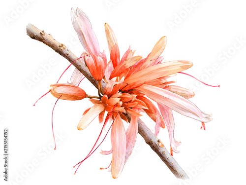 Watercolor illustration of delicate coral orange and pink flowers blooming along a natural branch, with elongated petals and fine stamens isolated on a clean white background.