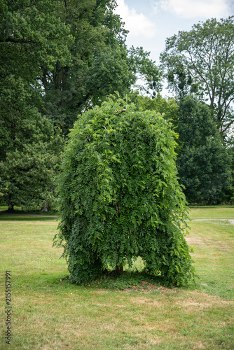 Cuadro en lienzo A small weeping locust tree outdoors in a park.
