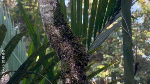 Close Up of Green Moss Growing on Plumeria Tree Trunk