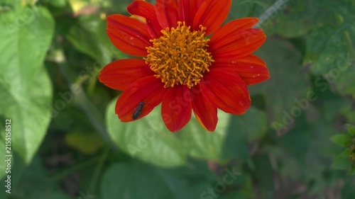 Black Insect on Orange Zinnia Flower in Garden