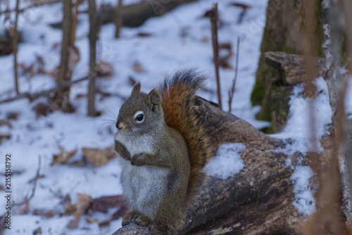 A Red Squirrel on a Log