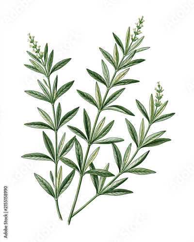  lemon verbena sprigs