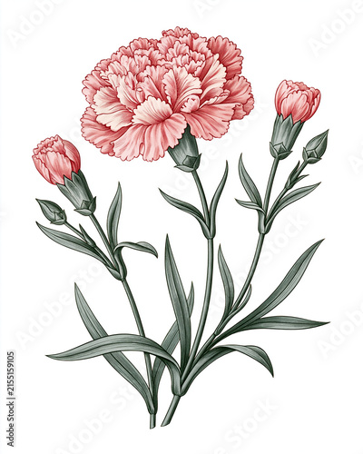 Vintage Botanical Illustration Collection – Aromatic Flowers and Fragrance Plants_carnation