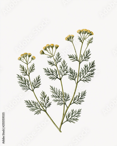 Vintage Botanical Illustration Collection – Aromatic Flowers and Fragrance Plants_davana flowering stems