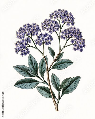 Vintage Botanical Illustration Collection – Aromatic Flowers and Fragrance Plants_heliotrope flowering stem