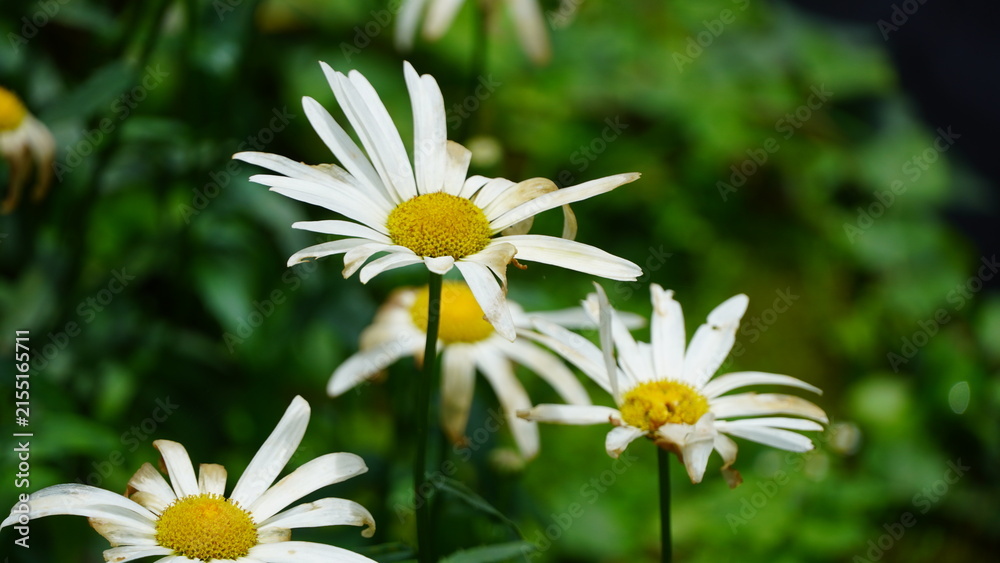 Fototapeta premium Close-up of white daisies with yellow centers against lush green foliage, vibrant spring scene in soft daylight, natural garden setting, delicate petals and bright yellow centers, serene outdoor