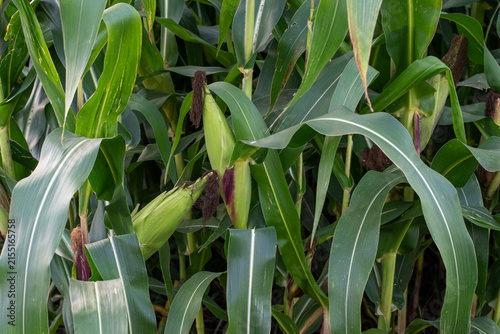 Young green corn (Zea mays) in the field. Corn plants.