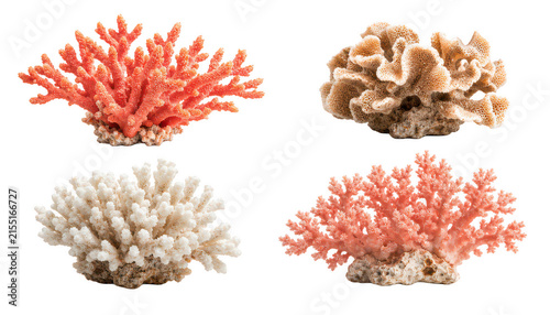 Collection of four natural ocean coral reef specimens including red, white, beige, and pink coral isolated on transparent background.