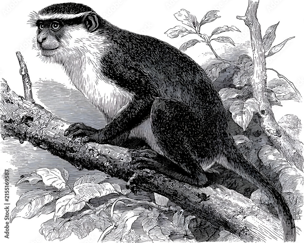 Naklejka premium Monochrome engraving of a Diana monkey perched on a tree branch surrounded by leaves