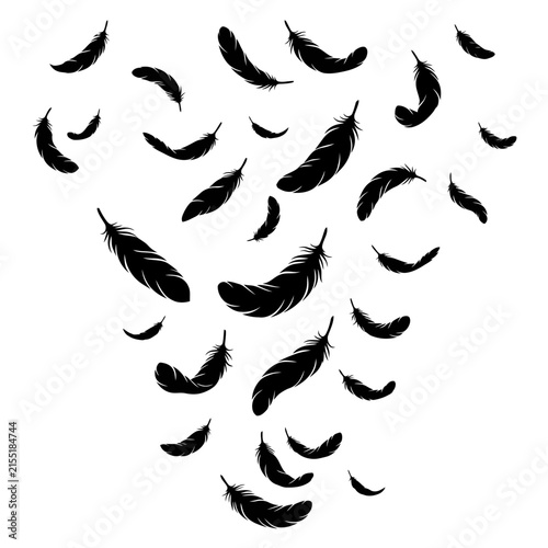Black feathers falling on white background.