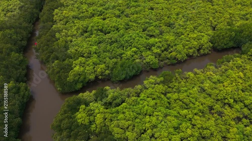 Aerial drone view of dense green mangrove forest