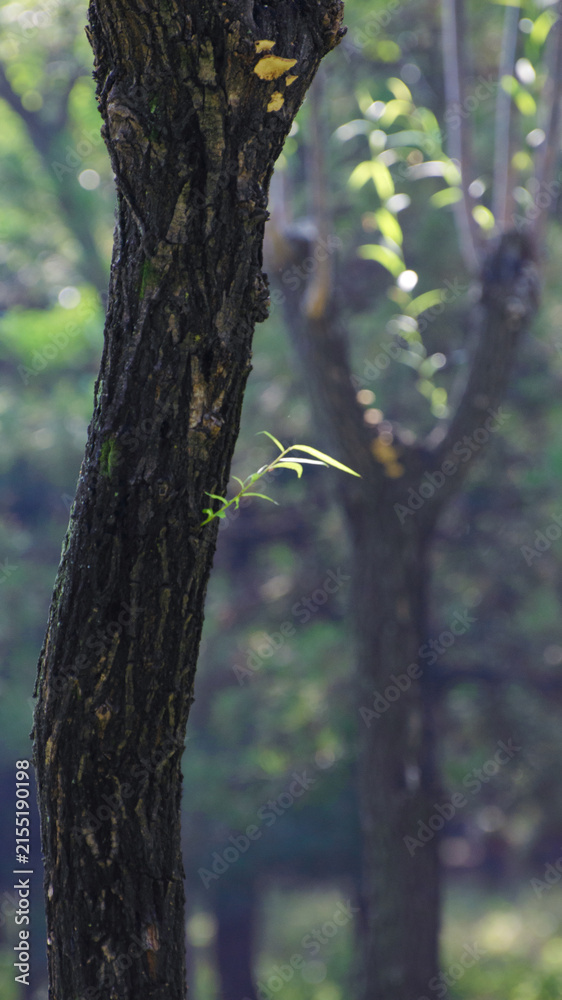 Obraz premium Young Green Shoot Growing from Tree Trunk in Sunlit Forest