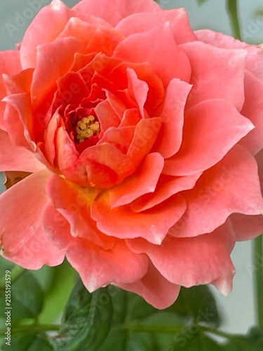 Fotografie orang rose in garden