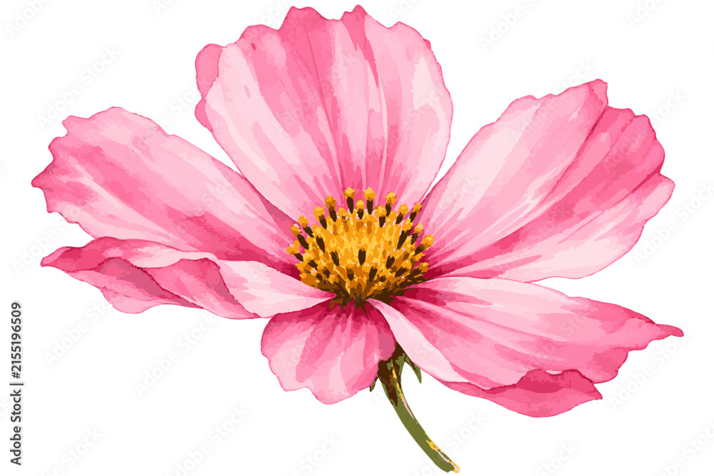 Obraz premium pink and white dahlia
