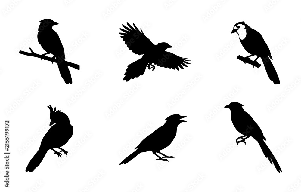Fototapeta premium Bird Silhouettes Collection, Flying and Perching Avian Vector Icons, Nature Wildlife Graphics