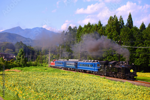 日光市　東武鬼怒川線を走るSL大樹と満開のヒマワリ