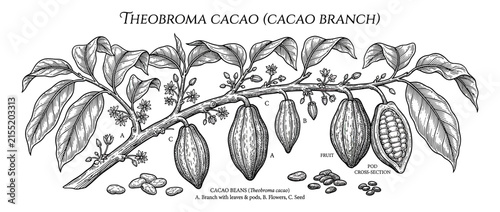 Cacao branch with pods, beans, and flowers, botanical illustration