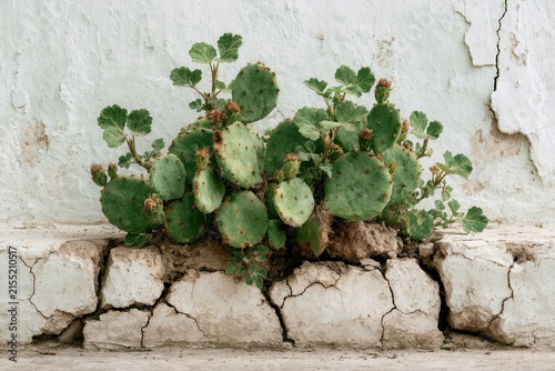Prickly pear cactus growing from cracked white concrete wall